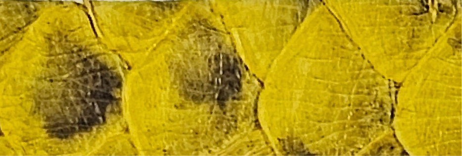 6-Yellow ML-0801