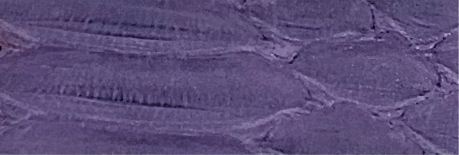 8-Purple MP-1101